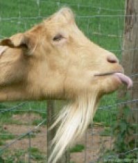 Horny Goat Weed sau Iarba berbecului